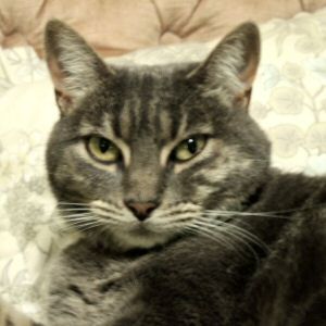My Cat Tabatha